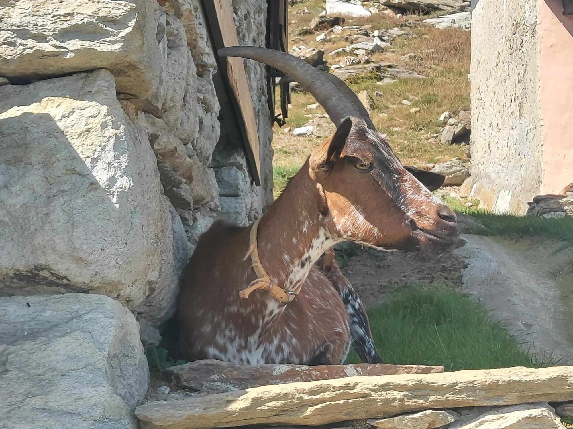 Gran Paradiso Alpette Eksteriør billede